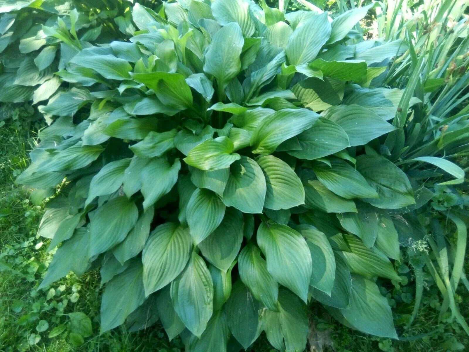Hosta Eyes Live Plants 6-Pack Bare Root Green Plantain Lily Perennial Hosta Purple Flowers