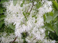 White Fringe Tree Seeds (30 Seeds) - Chionanthus virginicus - Old M Variety for Planting and Gardening