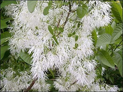 White Fringe Tree Seeds (30 Seeds) - Chionanthus virginicus - Old M Variety for Planting and Gardening