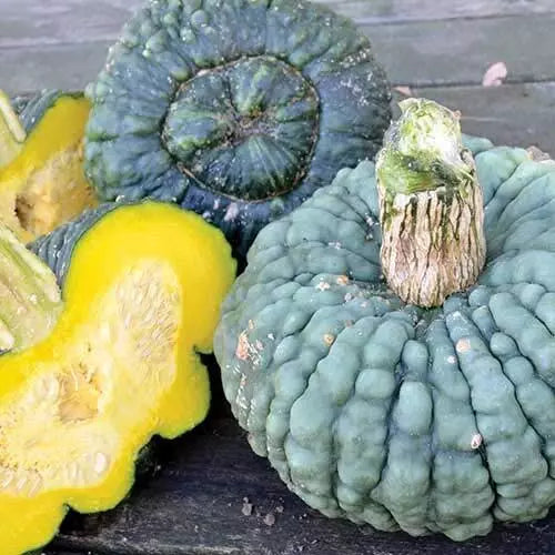 Green Warty Pumpkin Seeds for Planting (10 Seeds) - Cucurbita pepo, Ideal for Gnocchi, Heirloom Variety, Organic