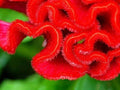 Cockscomb Seeds - 100 Pack - Celosia Argentea - Vibrant Garden Flower Seeds - Made in USA