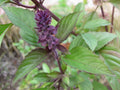 Thai Basil Seeds - Heirloom Variety - Ocimum basilicum 'Thai' - Aromatic Culinary Herb for Gardening
