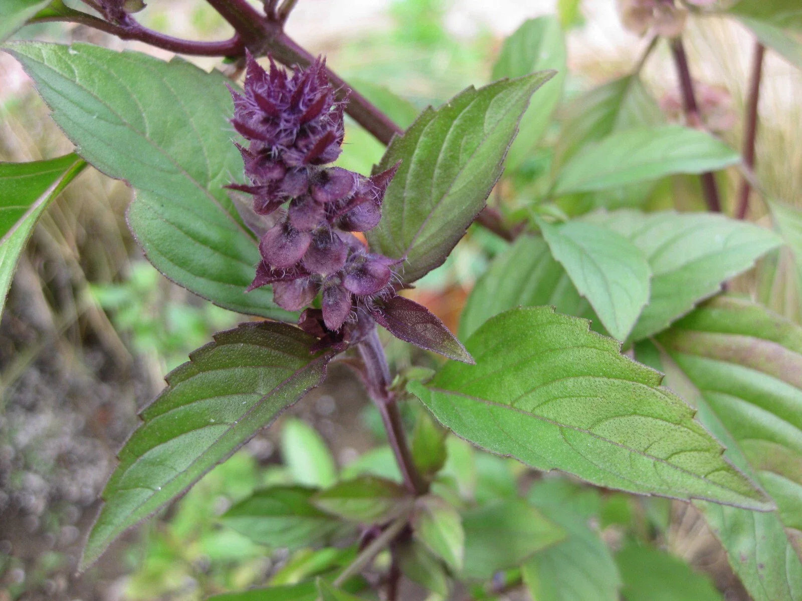Thai Basil Seeds - Heirloom Variety - Ocimum basilicum 'Thai' - Aromatic Culinary Herb for Gardening