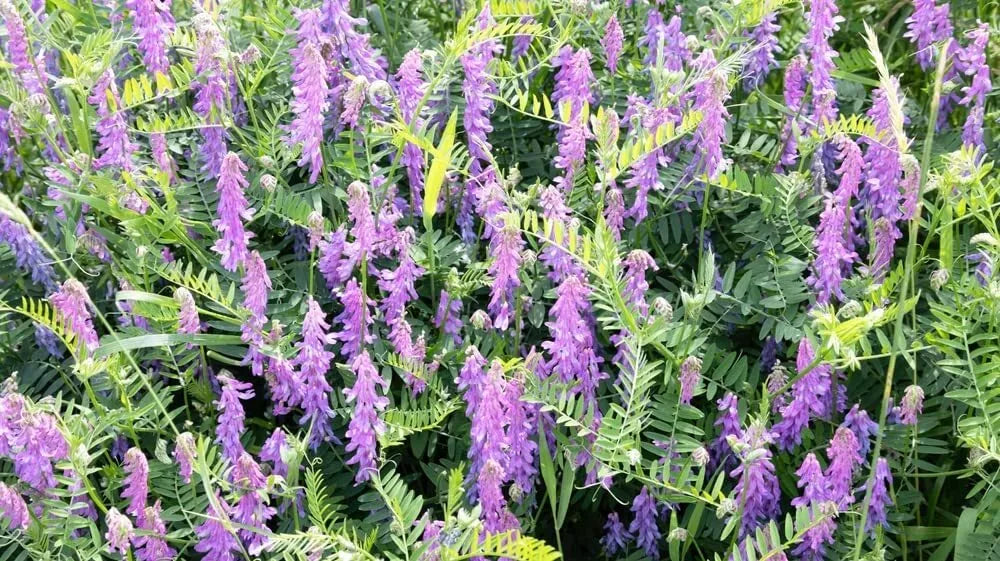 Hairy Vetch Seeds 1 Pound for Planting Cover Crop, Grain, Bee Pasture, Pollinator (Vicia villosa)