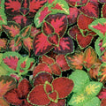 Coleus Seeds - Rainbow Mix - Easy Shade Garden Container Groundcover - Ideal for Houseplants - Plectranthus scutellarioides
