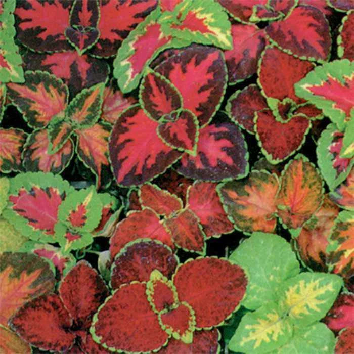 Coleus Seeds - Rainbow Mix - Easy Shade Garden Container Groundcover - Ideal for Houseplants - Plectranthus scutellarioides