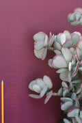 Crassula Arborescens Succulent Silver Dollar Plant - Drought Tolerant for Xeriscapes, Easy Care Indoor Outdoor Decor