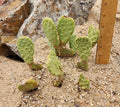 Heil's Beavertail Prickly Pear Cactus - Live Rooted - Opuntia basilaris var. heilii - Drought-Tolerant Desert Plant