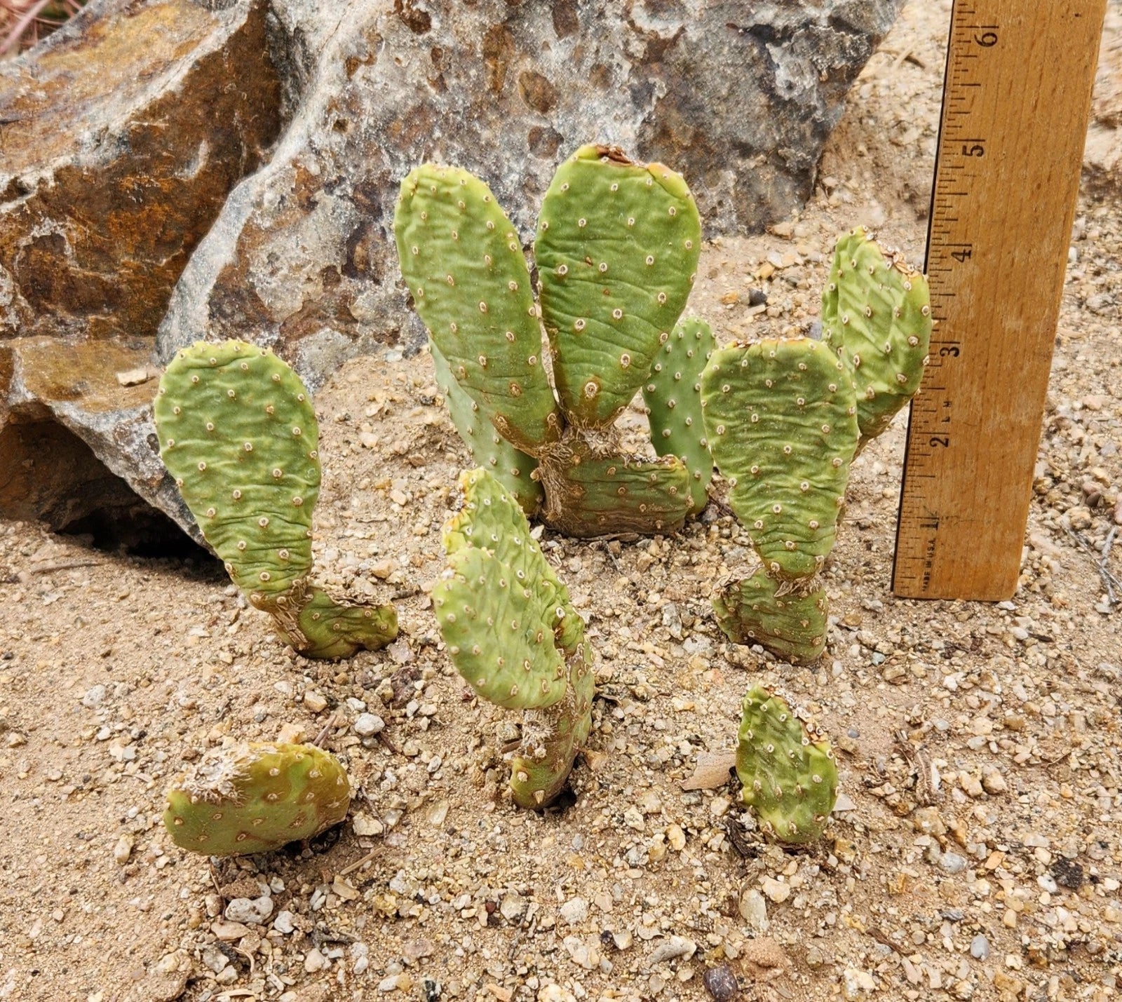 Heil's Beavertail Prickly Pear Cactus - Live Rooted - Opuntia basilaris var. heilii - Drought-Tolerant Desert Plant