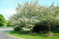 Green Hawthorn Tree Live Starter Plant 16-24 Inches Bare Root Crataegus viridis White Flowers, Red Fruit