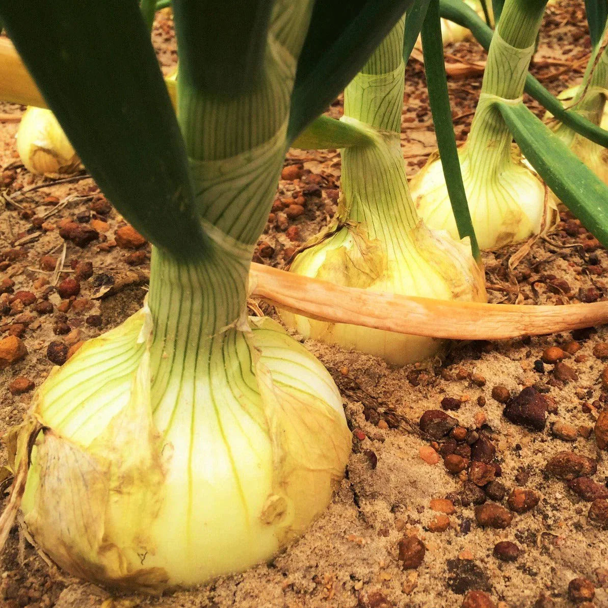 Vidalia Onion Seeds - 200+ Count - Yellow Granex Variety - Allium cepa - Ideal for 2025 Planting