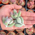 Fresh Live Cotyledon Orbiculata cv. Succulent Cuttings - 3 Garden Plants for Home Decor and Indoor Gardening