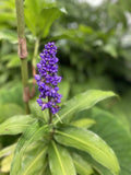 Blue Ginger Plant Cuttings - 3 Count - Dichorisandra thyrsiflora - Hawaii Grown
