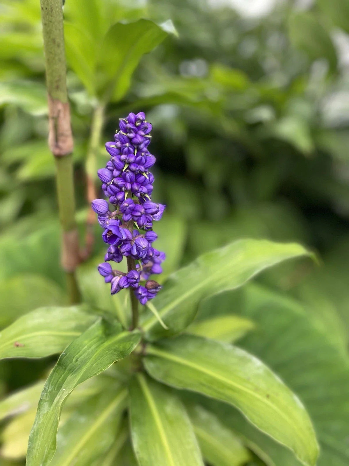 Blue Ginger Plant Cuttings - 3 Count - Dichorisandra thyrsiflora - Hawaii Grown
