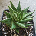 Gasteria Limifolia - Fairy Washboard - 5" Diameter Potted Plant - Grow Spiral Succulent - Indoor Plant Decor