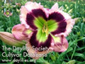 Live Daylily Plant - High Definition - 6" Reblooms - Hemerocallis spp. - Perennial Flowering Garden Plant