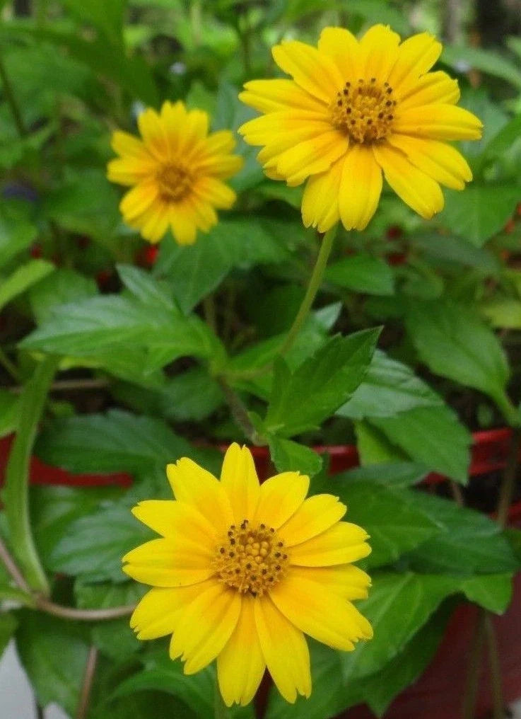 Creeping Daisy Live Plant Cuttings - 10 Yellow Flower Vines - Wedelia