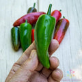 Pot-a-Peno Hot Pepper Seeds - 25+ Pack for Garden Planting - Capsicum annuum - USA Grown, Free Shipping