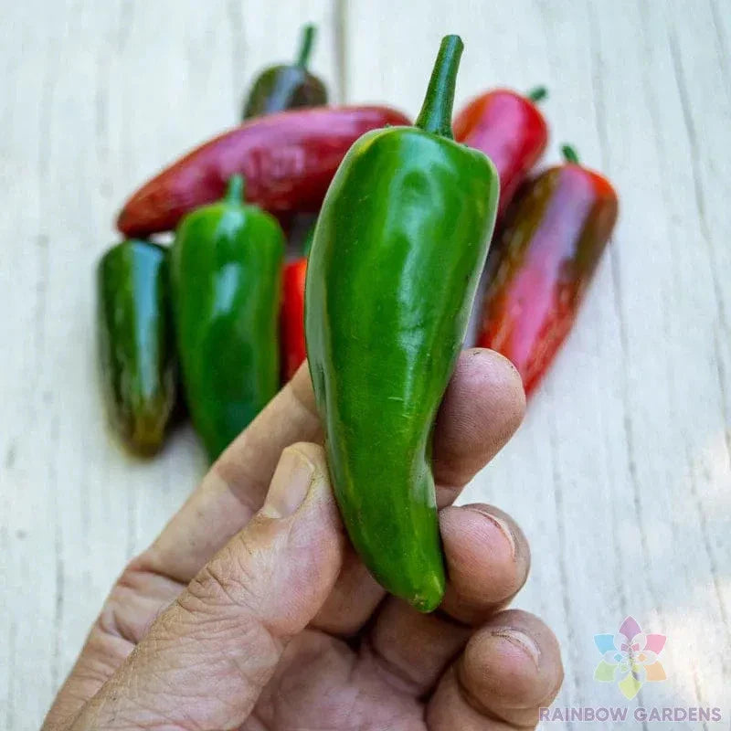 Pot-a-Peno Hot Pepper Seeds - 25+ Pack for Garden Planting - Capsicum annuum - USA Grown, Free Shipping