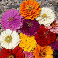 California Giants Zinnia Seeds - Mix of 7 Colors, Giant 5"+ Flowers, Zinnia elegans