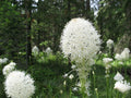 Bear Grass Seeds, 100 Count, Xerophyllum tenax, Native Perennial Plant for Landscaping and Erosion Control