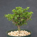 Rare Bonsai Tree Cactus 6" - Pereskia portulacifolia - Abrojo Cacti Plant