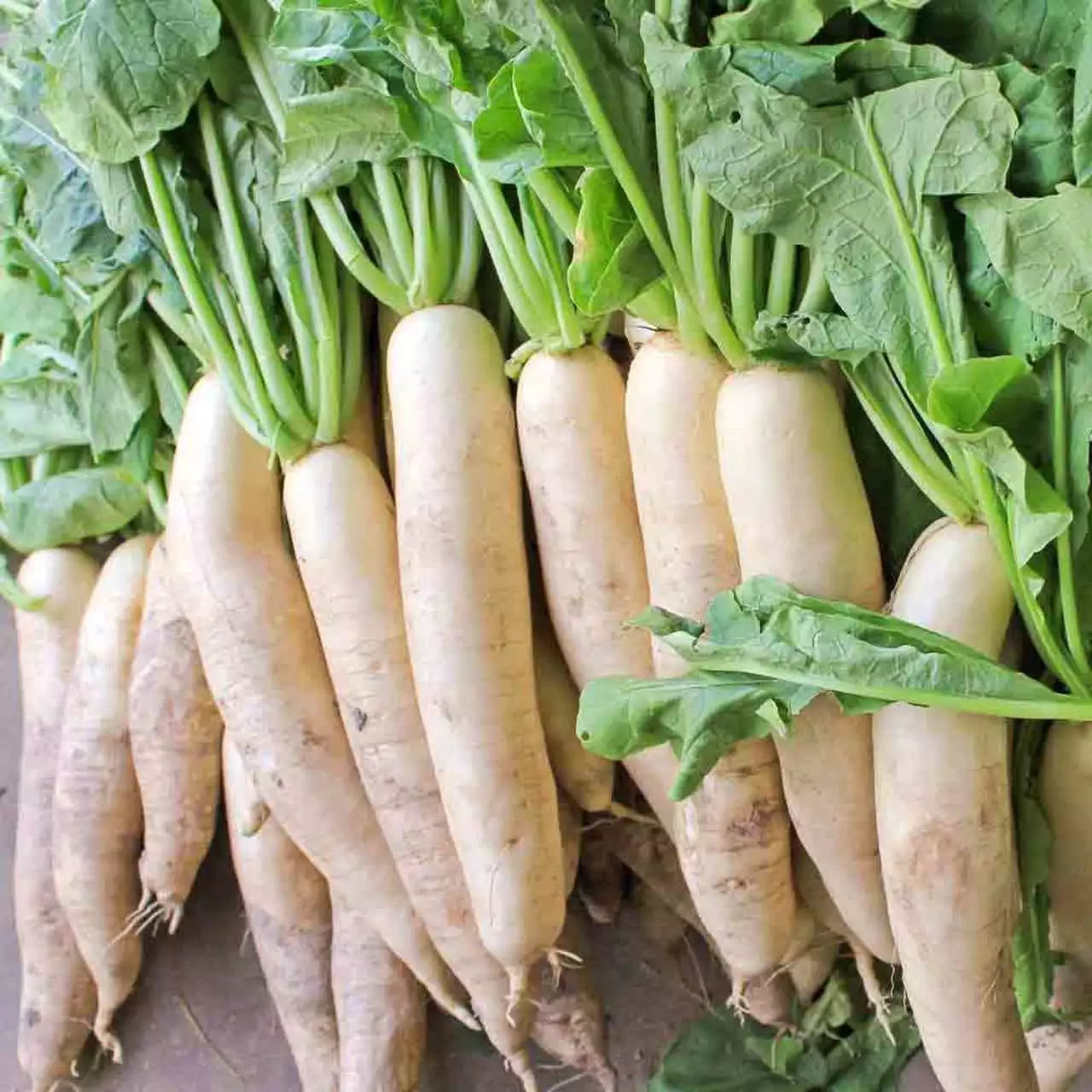 Daikon Radish Seeds 1/4 LB, Extremely Large Variety for Deer Food Plot, Raphanus sativus