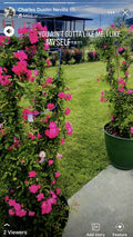 Peggy Martin Rose Cuttings - 10 Inch Cuttings - Climbing Rose - Rosa 'Peggy Martin'