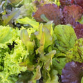 Mixed Leaf Lettuce Seeds - Heirloom Non-GMO - 250+ Seeds - Ideal for Home Gardening (Lactuca sativa)