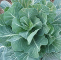 Georgia Collard Greens Seeds 300+ Count - Cool Weather Vegetable Garden - Brassica oleracea