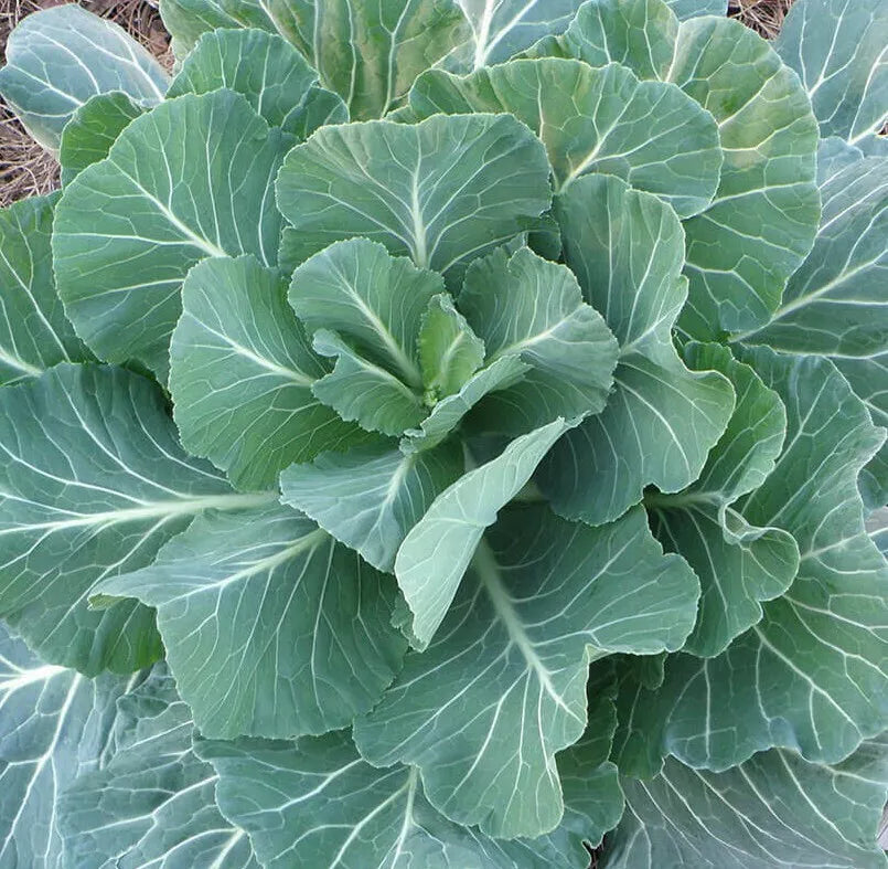 Georgia Collard Greens Seeds 300+ Count - Cool Weather Vegetable Garden - Brassica oleracea