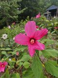 Hardy Pink Hibiscus Live Plant Bare Root - Hibiscus moscheutos - Perennial Flowering Plant for Gardens
