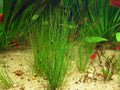 Dwarf Hairgrass 1 Portion with Heat Pack - Eleocharis Parvula - Live Aquarium Plant for Aquascaping and Fish Tanks