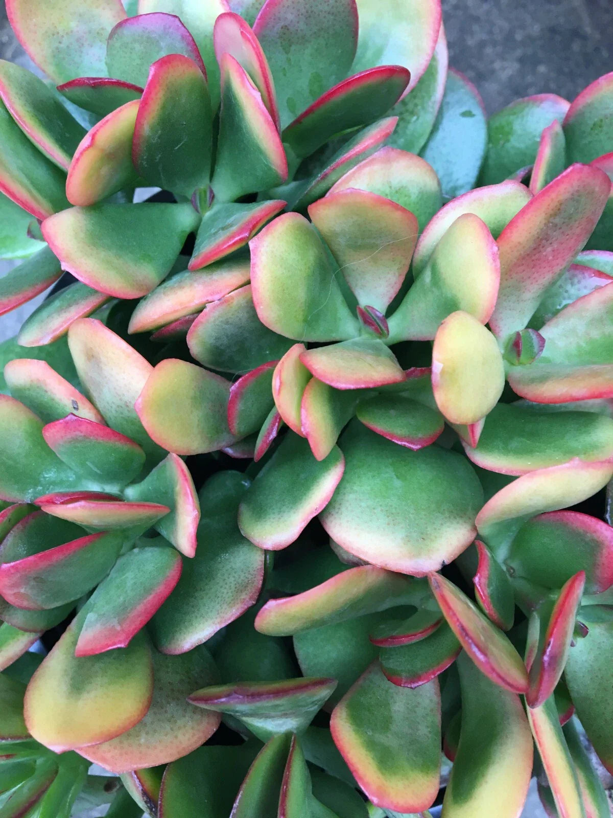 Jade Cutting Plant - Colorful Crassula ovata 'Hummel's Sunset' Perennial Succulent Cutting