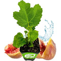 LSU Gold Fig Tree - Live Plant - Ficus carica - Fruit-Bearing Variety - Edible Fig Plant for Garden or Patio