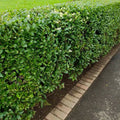 Common Privet Starter Bush - Bare Root - Ligustrum vulgare - Fast-Growing Privacy Hedge Plant