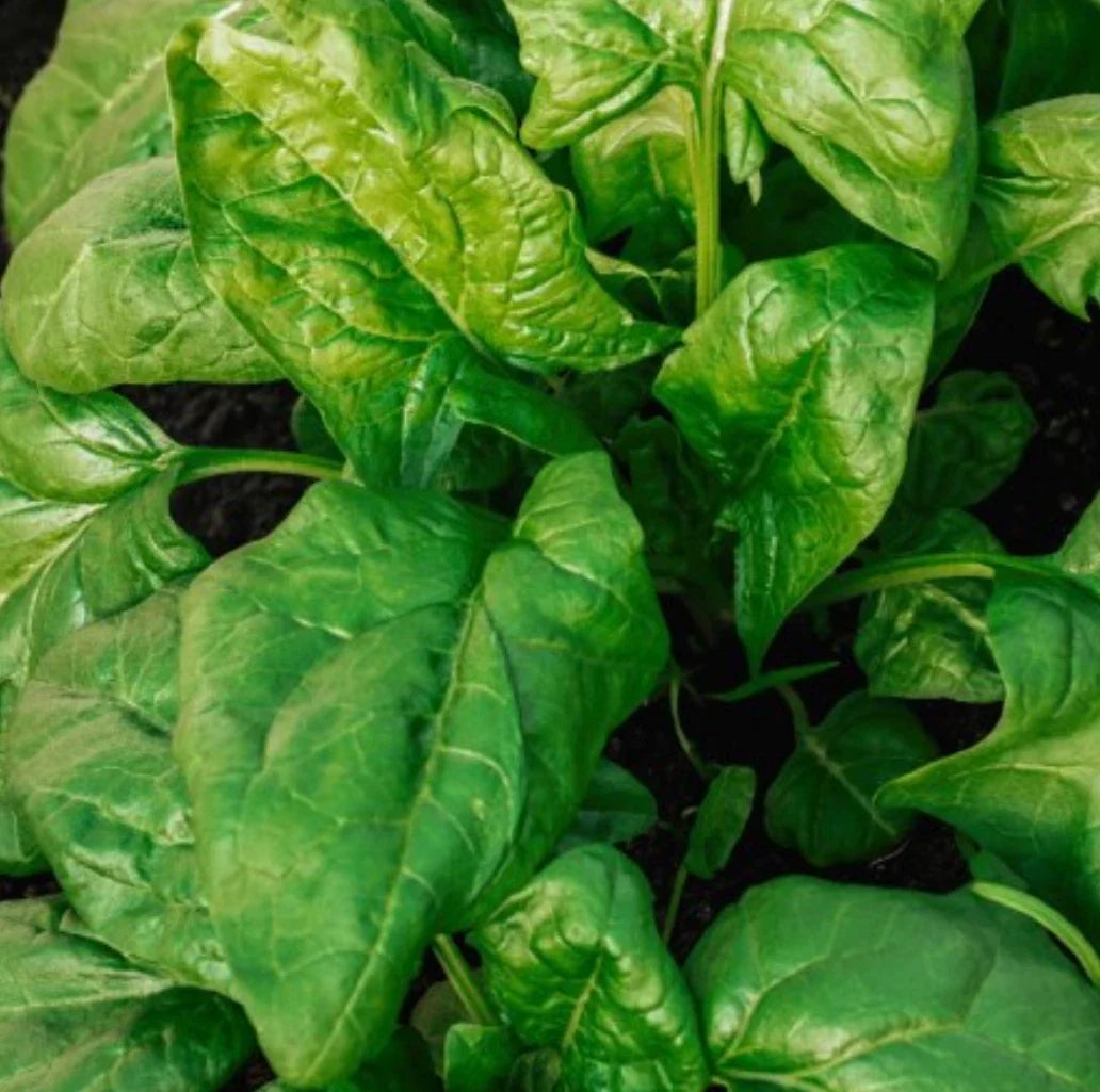 Giant Noble Spinach Seeds - 1000 Count NON-GMO - Spinacia oleracea