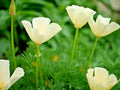 500+ White California Poppy Flower Seeds, Native Wildflower for Garden or Container, Eschscholzia californica