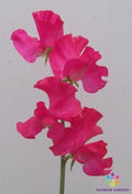 Sweet Pea Seeds - 50+ Judith Wilkinson Variety - Lathyrus odoratus - Garden Planting Seeds - USA