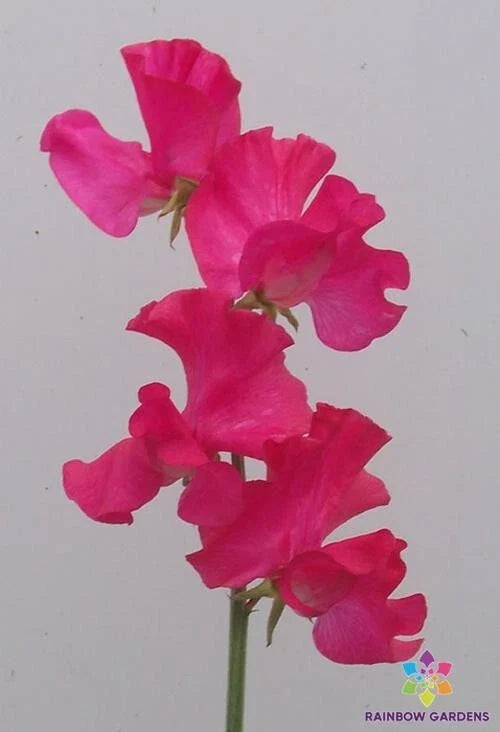 Sweet Pea Seeds - 50+ Judith Wilkinson Variety - Lathyrus odoratus - Garden Planting Seeds - USA