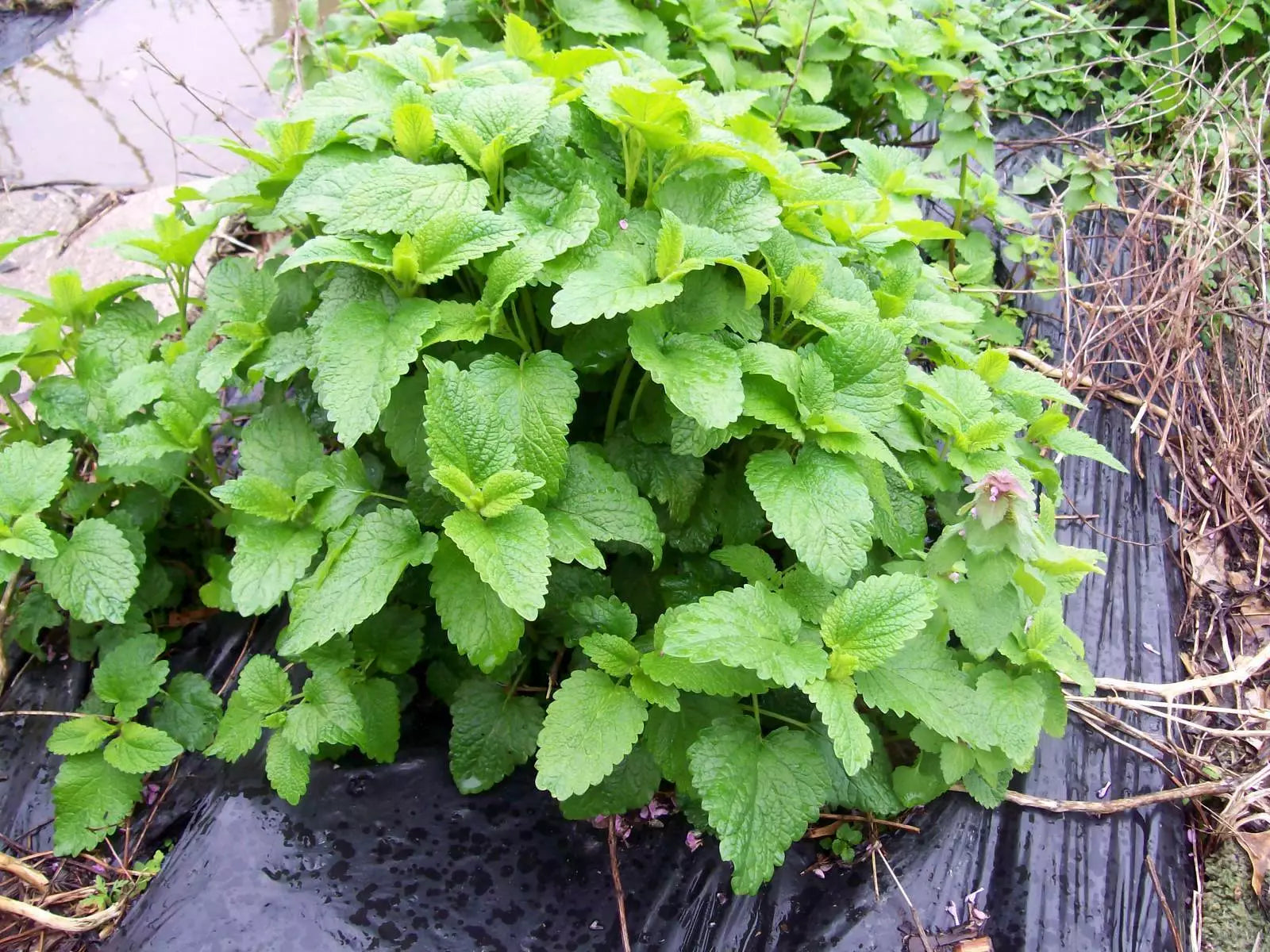Lemon Balm Mint Live Plants Set of 3 - Melissa officinalis Herbal Perennial Starter