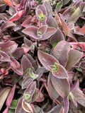 Tradescantia Cuttings - 5 Unrooted Pale Puma Fuzzy Cuttings - Wandering Jew Plant (Tradescantia zebrina)