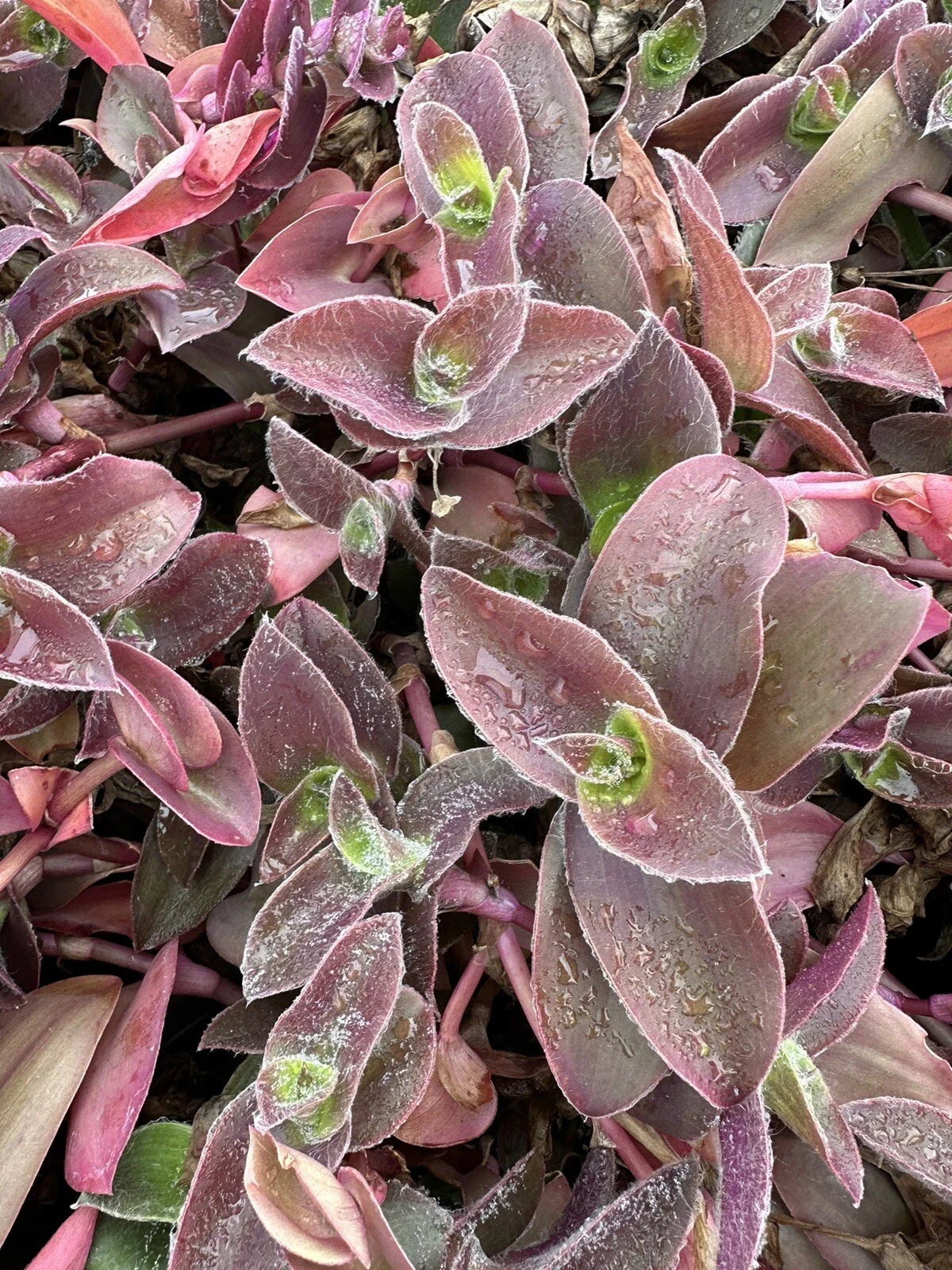 Tradescantia Cuttings - 5 Unrooted Pale Puma Fuzzy Cuttings - Wandering Jew Plant (Tradescantia zebrina)