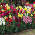 Snapdragon Seeds - 1000+ Sonnet Mix - Antirrhinum majus - Perfect for Garden Planting - USA - Free Shipping