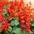 Scarlet Sage Seeds 100+ Non-GMO Perennial Salvia Coccinea Herb - Easy to Grow Gardening Seeds
