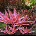 Cryptocoryne 'Pink Flamingo' - Easy Live Aquarium Plant - Aquatic Pond Plant - Cryptocoryne wendtii