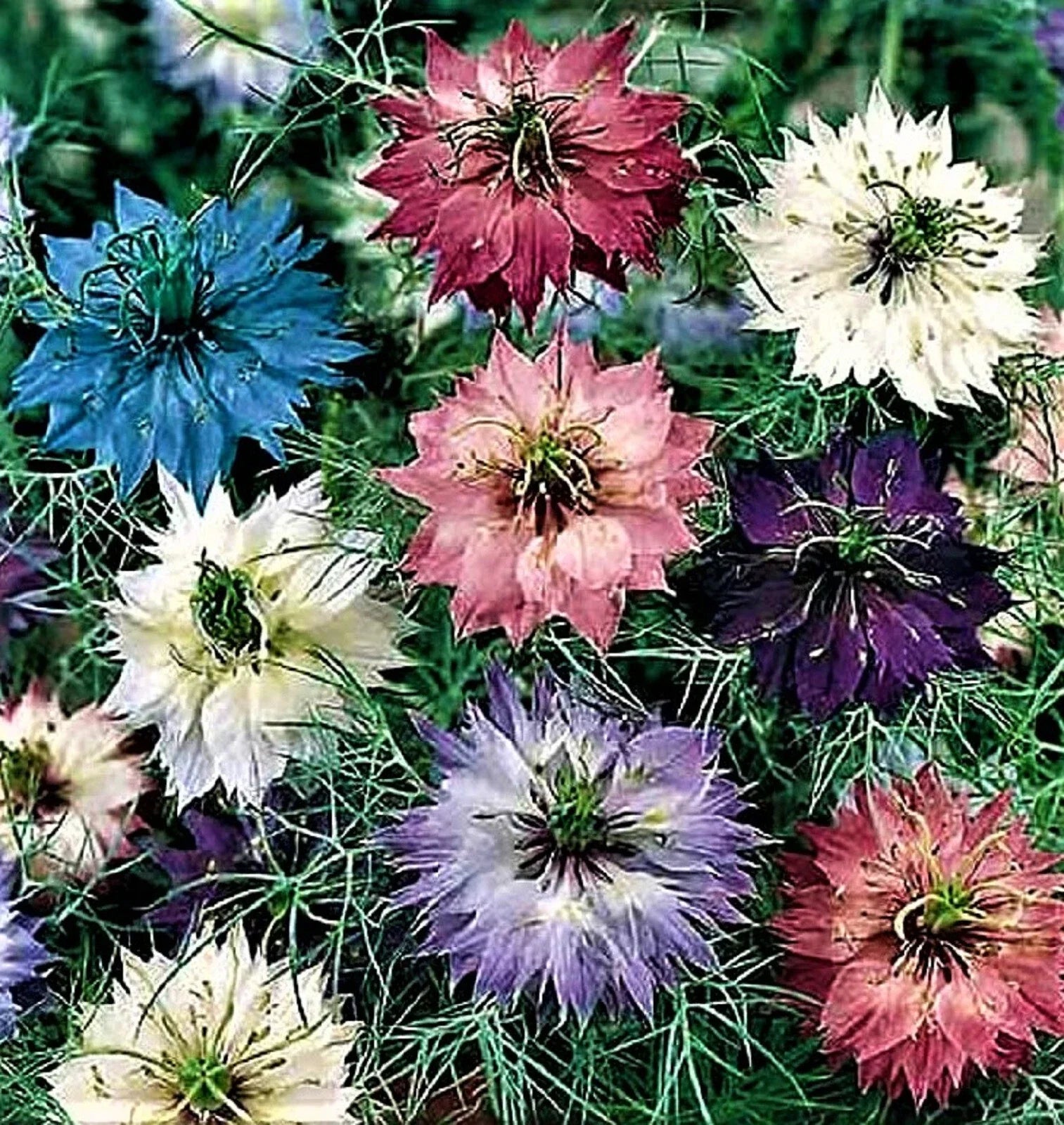 Love in a Mist Seeds 300+ NON-GMO Nigella Damascena - Unique Blue & White Flowers, Easy to Grow