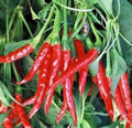 Thai Hot Pepper Seeds, Heirloom, Non-GMO, 500+ Seeds, Capsicum annuum