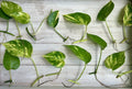 Single Leaf Pothos Cuttings - 20 Count - Healthy Roots - Epipremnum aureum