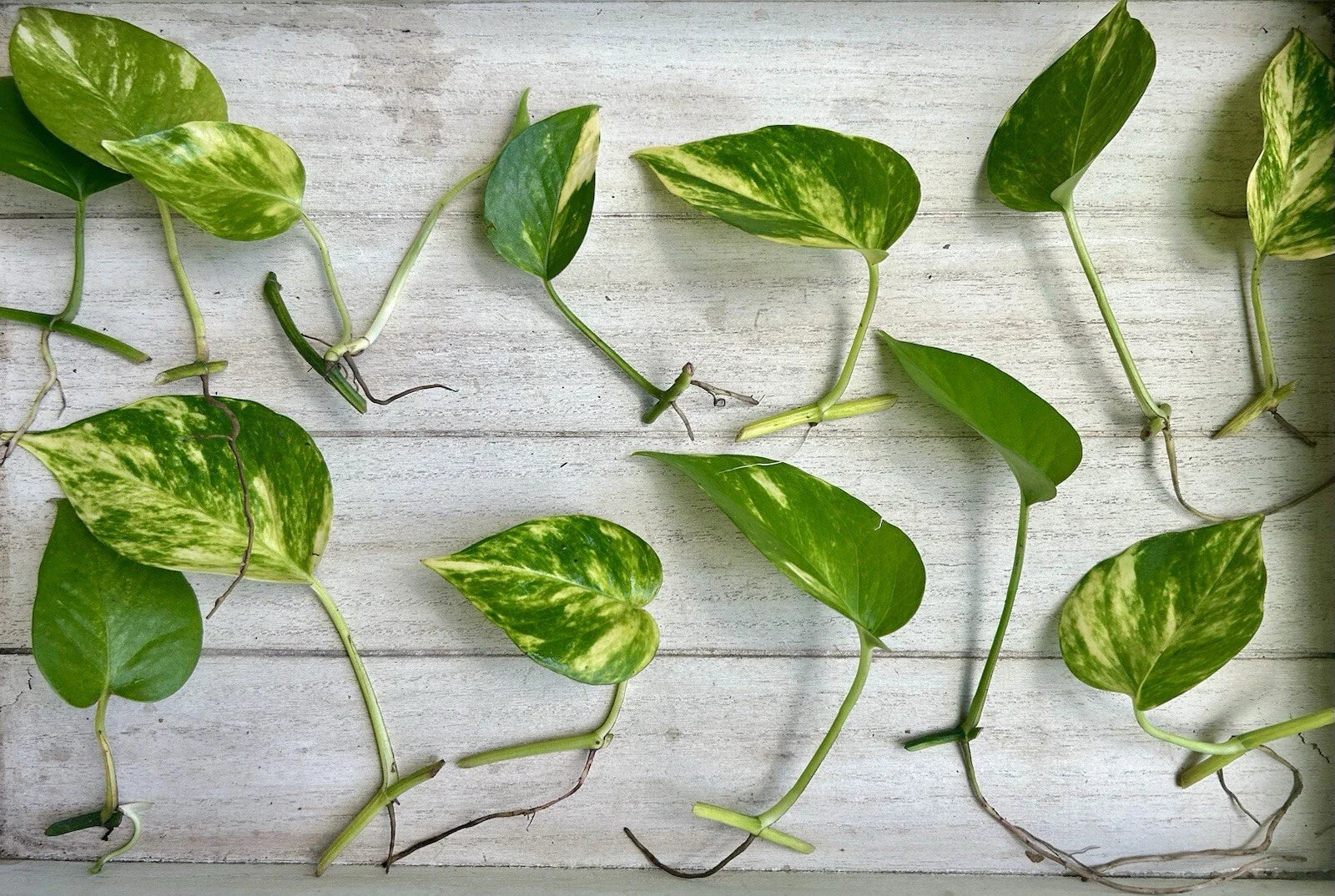 Single Leaf Pothos Cuttings - 20 Count - Healthy Roots - Epipremnum aureum